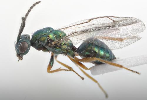 Lamprotatus claviger